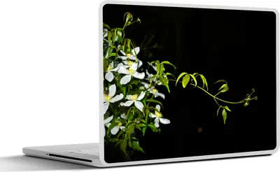 Produktbild von MuchoWow® Laptop Aufkleber Sticker Cover Ein kriechender Zweig einer weißen Clematis auf schwarzem Hintergrund 25x18 cm - Laptop-Deko