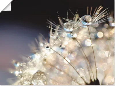 Produktbild von ARTland Poster Pusteblume Fantasie Größe: 40x30 cm