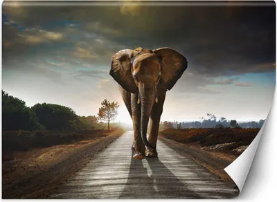 Produktbild von Vlies fototapete Wandernder Elefant 350x245 cm Feeby Braun inkl. Kleber einfache Montage