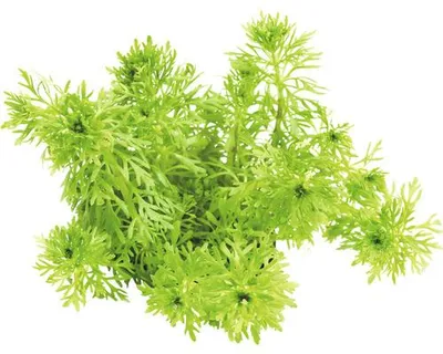 Obrázek produktu pro Bahnatka bezstopečná Limnophila sessiliflora