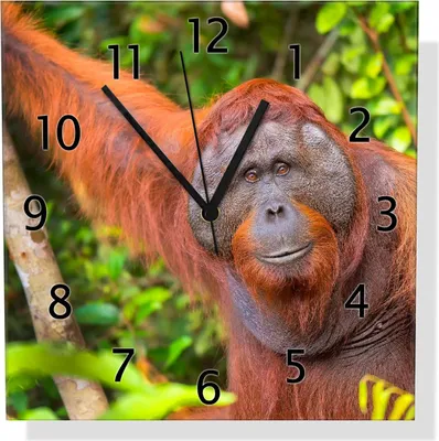 Produktbild von Wallario Design Wanduhr Orang-Utan im Regenwald aus Echtglas, Größe 30 x 30 cm