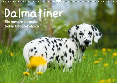 Produktbild von Calvendo Verschiedene Motive von Dalmatiner-Hunden (Monatskalender, 14 Seiten) 978-3-660-50580-1