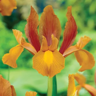 Image de Bulbes à fleurs Bulbes fleurs Iris Iris Hollandais Autumn Princess 10 pcs.