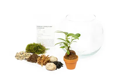 Zdjęcie produktu dla Szklany wazon Gardners Ficus Microcarpa Ginseng, L