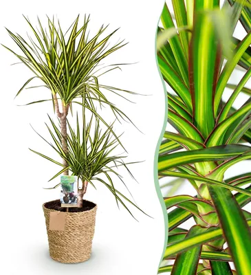 Image de Green BoutiQ - Green is... Plantes d'intérieur - Dracaena Sunray - Dracaena - Peu d'entretien - avec panier - Vert - 1 plante - Pot 21 cm - Hauteur 90-100 cm