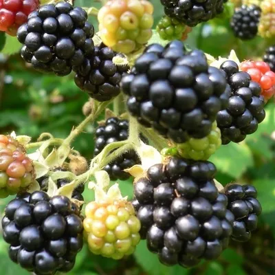A close-up view of several ripe and unripe blackberries on a branch, with green foliage in the background.