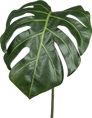 Produktbild von GASPER Fensterblatt-Monstera Grün 78,8 cm - Kunstpflanzen