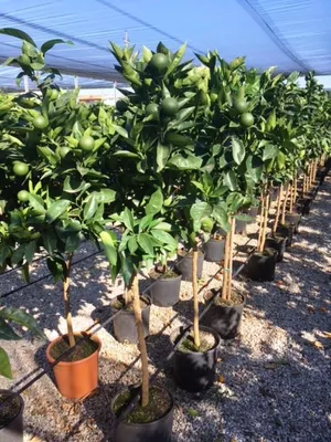 Immagine prodotto di Citrus sinensis 140-170 cm con frutti - arancio vero - albero di arancio - pianta di agrumi