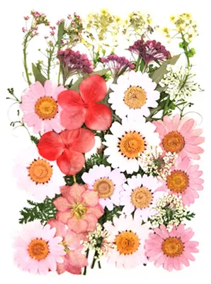 Produktbild von 1 Set Trockenblumen-Press-Set Bunte Naturblumen DIY Kunsthandwerk Zubehör Harz Schmuck Epoxidform Kerzen Seife Vase Herstellung Nagelkarten Scrapbooking Blumendekorationen F
