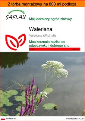 Zdjęcie produktu dla SAFLAX - Garden in the bag - Waleriana - 200 Nasiona - Z podłożem uprawowym w praktycznej, samorozkładającej się torbie - Valeriana officinalis