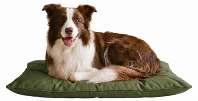 Imagen del producto de Cojín para perros, color verde oscuro, 60x100 cm, resistente, apto para interiores y exteriores