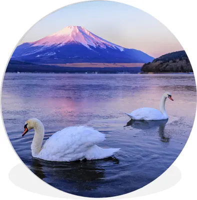 Produktbild von MuchoWow® Rundes Wandbild - Runde Bilder Schwäne - Wasser - Berg Ø 60 cm Kreis Wanddekoration Kunststoff - Wandkreis - Wandschmuck - Wand Kreis - Das Schlafzimmer - Die Bilder - Wandmalerei - Kunst für das Haus - das Plastik