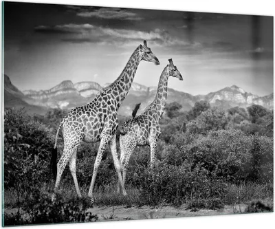 Produktbild von Bilder auf glas - Einteilig - Giraffen Schwarzweiß Fotografie - 100x70cm - Glasbilder - Wandbilder - Bilder - Wanddekoration aus Glas - Glas Bilder - Wandbild auf Glas - GAA100x70-4441