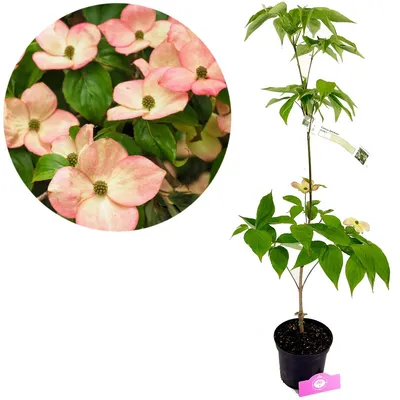 Produktbild von Cornus 'Rutfan' (STARDUST), Hartriegel, 2-Liter-Topf
