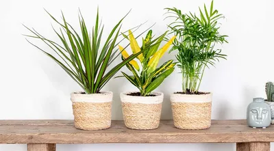 Produktbild von 3x Tropische Zimmerpflanzenmischung – Dracaena-Chamaedorea-Codiaeum –⌀12 cm – ↕ 25-40 cm