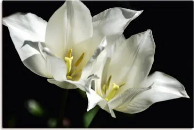 Produktbild von ARTland Leinwandbild Tulpen - weiß auf schwarz Größe: 30x20 cm