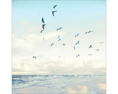 Produktbild von Glasbild Seagulls On The Beach 50x50 cm