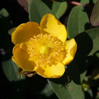 Image de 2 x Millepertuis - Hypericum dummeri « Peter Dummer » | 30-40 cm en conteneur