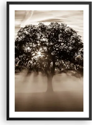 Produktbild von Gerahmtes Poster - Schwarzer Rahmen - Baum Feld Natur - 50x70 cm - Wand Bild - Wanddeko - Wandbilder - Kunstposter - Wandposter - Bilderrahmen - Bilder - Kunstdruck - Wandbild - P2BPA50x70-3811