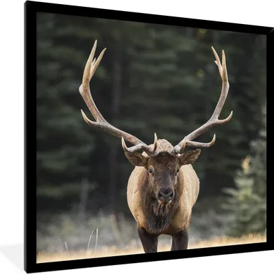 Produktbild von MuchoWow® Gerahmtes Poster Hirsch - Baum - Geweih 40x40 cm - Poster mit Schwarzem Bilderrahmen Wandposter Rahmen Foto Bilder - Mit Rahmen - Wanddekoration Schlafzimmer