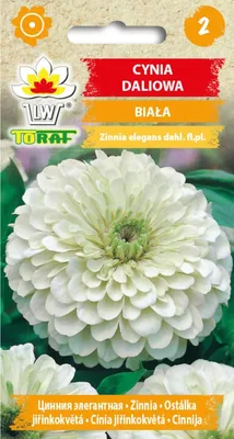 Image de Zinnias du dali BLANC 1g