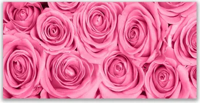 Produktbild von Glasbilder 120x60 Wandbild Druck auf Glas Rosen Pflanzen