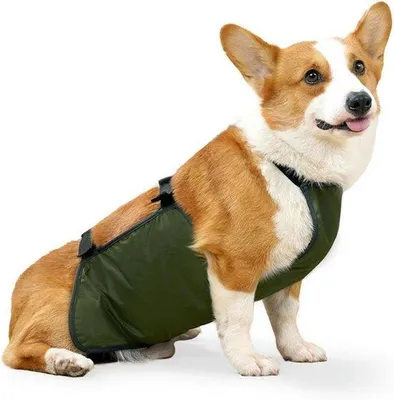 Zdjęcie produktu dla Wodoodporna obroża dla psów rasy corgi, jamniki, buldogi, kamizelka ochronna, obroża dla kobiet