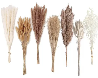 Immagine prodotto di Omgoods - Decorazioni con Pampas: 128 pezzi - Erba di pampa - Erba coda di coniglio - Pampas marrone - Pampas bianco - Decorazioni boho/per la casa - Fiori secchi