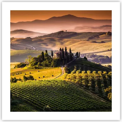 Produktbild von Poster - Poster ohne Rahmen - Landwirtschaft Bauernhof Toskana Weinberg - 50x50 cm - Wand Bild - Wanddeko - Wandbilder - Kunstposter - Wandposter - Bilder - Kunstdruck - Wandbild - P2XAC50x50-2465