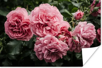 Produktbild von MuchoWow® Poster Rosa - Blumen - Rosen 60x40 cm - Schlafzimmerdekoration