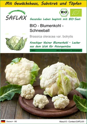Produktbild von SAFLAX Anzucht Set - BIO - Blumenkohl - Schneeball - Brassica oleracea var. botrytis - 70 Samen - Mit Mini-Gewächshaus, Anzuchtsubstrat und 2 Töpfen