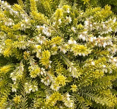 Obrázok produktu pre Erica carnea Golden Starlet zimný vres vždyzelený 10 - 15 cm biely