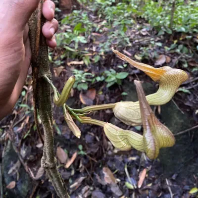 Produktbild von Pfeifenblume (Aristolochia decandra)  - 2 Samen