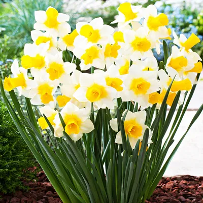Image de Narcisses Bulbes Fleurs petit narcisse bas Golden Echo 5 pcs.