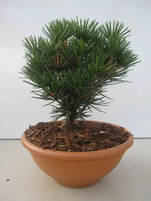 Produktbild von Japanische Schirmtanne Kobito - Sciadopitys verticillata - 40-50cm - Nadelgehölz