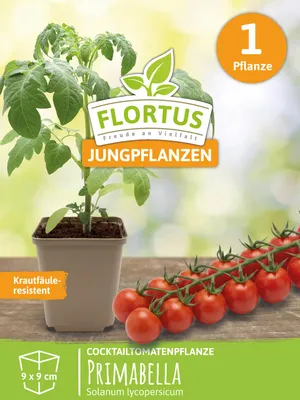 Artikelbild 5 von 'Cocktailtomatenpflanze Primabella' aus der Kategorie Cocktailtomatenpflanzen