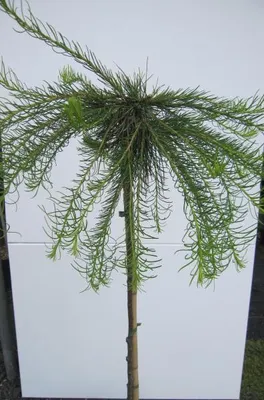 Produktbild von Hochstamm Europäische Hängelärche Puli - Larix decidua - Stamm 80cm + Krone