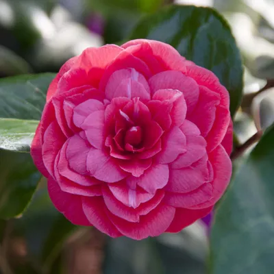 Produktbild von Bakker.com - Kamelie Principessa Baciocchi, Der topf / Ø 15cm / Lieferhöhe 40-60cm