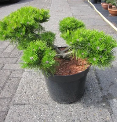 Produktbild von Pinus densiflora Low Glow - Formschnitt - Japanische Zwerg-Rotkiefer
