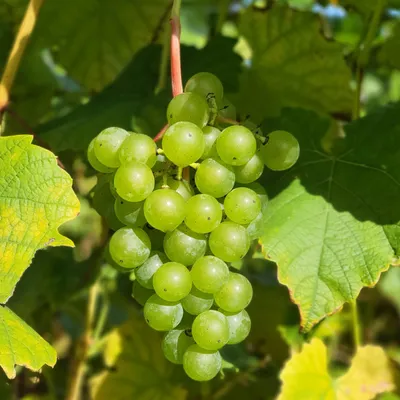 Zdjęcie produktu dla Winorośl Cayuga White 2L