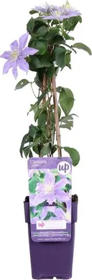 Produktbild von Clematis ‘Justa’ Waldrebe – winterharte, robuste Kletterpflanze, 30–50 cm, ideal für Garten & Balkon