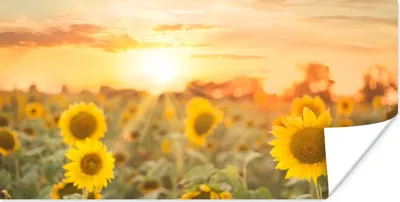 Produktbild von MuchoWow® Poster Sonnenblume - Sonne - Blumen 120x60 cm - Bild