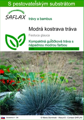 Obrázok produktu pre SAFLAX - Modrá kostrava tráva - Festuca glauca - 50 Semená - S pestovateľským substrátom bez klíčkov