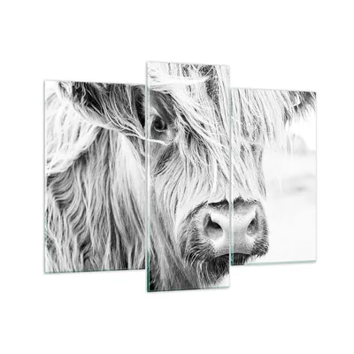 Produktbild von Bilder auf glas - 3 Teile - Kuh Scotch Tier - 130x100cm - Glasbilder - Wandbilder - Bilder - zum Aufhängen bereit - Wanddekoration aus Glas - Glas Bilder - Wandbild auf Glas - GCB130x100-5129