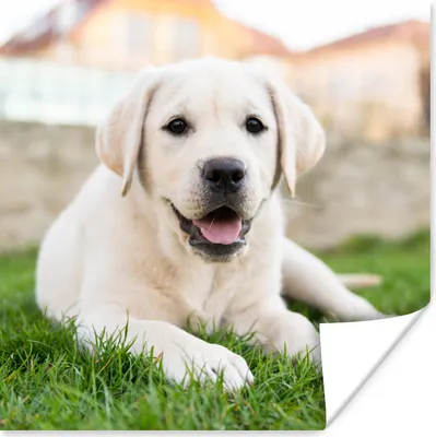 Produktbild von MuchoWow® Poster Weißer Labrador Retriever im Gras liegend 75x75 cm - Wand Dekoration