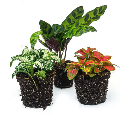 Produktbild von Pflanzenterrarien-Set - Lancifolia - 3 Pflanzen - Calathea Lancifolia - Rot-Weiße Fittonia