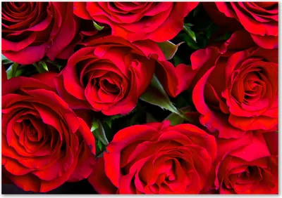 Produktbild von Tulup® Glas-Bild - 100 x 70 - Wandbild aus Glas - Wandkunst - Wandbild hinter gehärtetem Sicherheitsglas - Blumen & Pflanzen - Rote Rosen - Rot