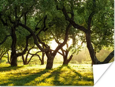 Produktbild von MuchoWow® Poster Bäume - Natur - Sonne 160x120 cm - Foto Plakat