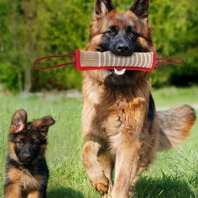 Productafbeelding van Famanu Honden speelgoed set van 2 – Jute trekspelletjes met handgrepen voor training