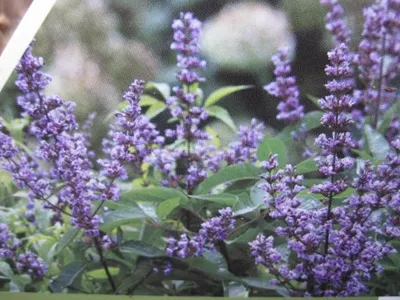 Produktbild von Mönchspfeffer Blue Diddley - Vitex agnus-castus Blue Diddley - 40-60cm